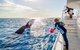 Hervey Bay Whale Watching Experience - thumb 8