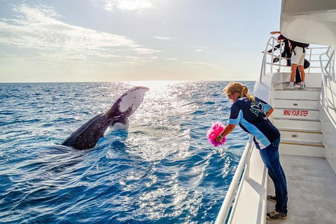 Hervey Bay Whale Watching Experience - Whitsundays Accommodation 8