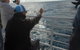 Hervey Bay Whale Watching Experience - thumb 13