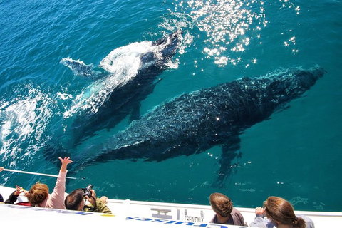 Hervey Bay Whale Watching Experience - Whitsundays Accommodation 12