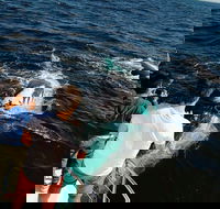 Half-Day Whale Watching and Canal Cruise from Surfers Paradise - Whitsundays Accommodation