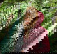 O'Reilly's  Lamington National Park incl. Alpaca Farm  Vineyard - Whitsundays Accommodation