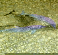 Dolphin Viewing Day Cruise to Tangalooma Island Resort on Moreton Island - Whitsundays Accommodation