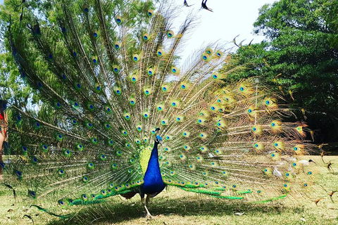 Surfers Paradise Stand Up Paddle Tour - Whitsundays Accommodation 7