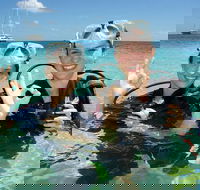 Ocean Spirit Michaelmas Cay Dive and Snorkel Cruise from Palm Cove - Whitsundays Accommodation