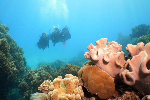 Ocean Spirit Michaelmas Cay Dive And Snorkel Cruise From Palm Cove - Whitsundays Accommodation 9