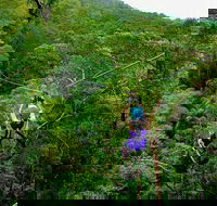 Tamborine Mountain Daily Service Treetop Challenge and Thunderbird Park - Whitsundays Accommodation