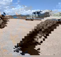 Magnetic Island Tour Maggie Comprehensive - Whitsundays Accommodation