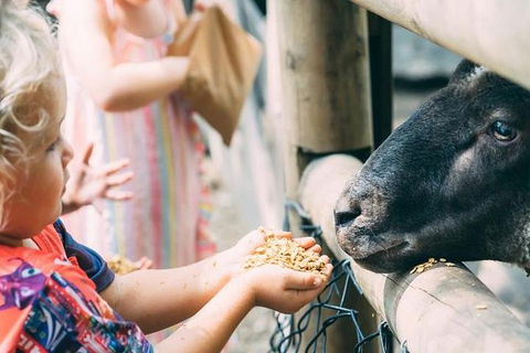 Tropical Fruit World With Wildlife Boat Cruise From Gold Coast - Whitsundays Accommodation 12