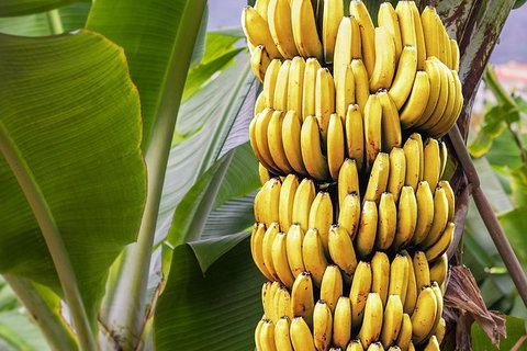 Atherton Tablelands Small-Group Food & Wine Tasting Tour From Port Douglas - Whitsundays Accommodation 28