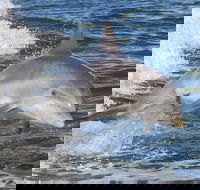 Noosa Oceanrider Scenic Dolphin Safari - Whitsundays Accommodation