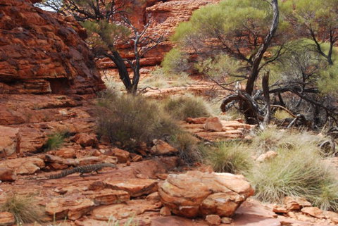Kings Canyon Day Trip From Ayers Rock - Whitsundays Accommodation 24