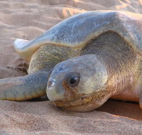 Turtle Tracks Tour to Bare Sand Island from Darwin