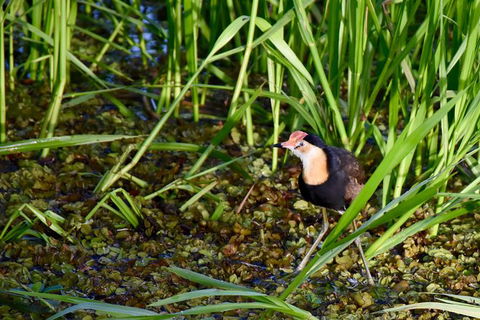 LITCHFIELD GRANDEUR AND WWII DISCOVERY - Whitsundays Accommodation 1