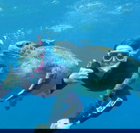 3-Hour Sea Turtle Snorkeling Experience in Byron Bay - Whitsundays Accommodation