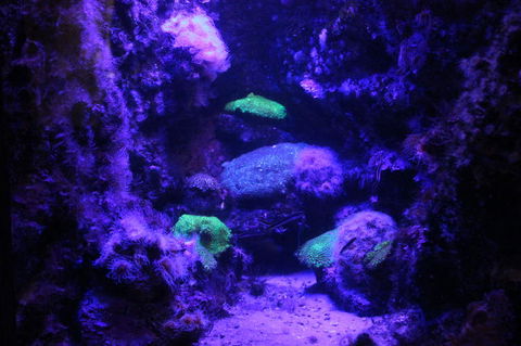 SEA LIFE Sydney Aquarium Entrance Ticket - Whitsundays Accommodation 8