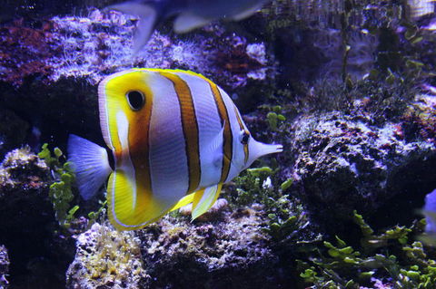 SEA LIFE Sydney Aquarium Entrance Ticket - Whitsundays Accommodation 7