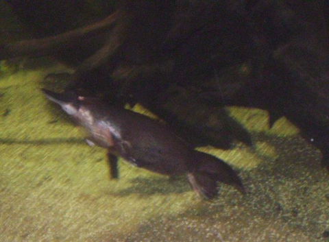 SEA LIFE Sydney Aquarium Entrance Ticket - Whitsundays Accommodation 18