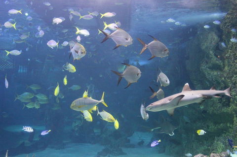 SEA LIFE Sydney Aquarium Entrance Ticket - Whitsundays Accommodation 9