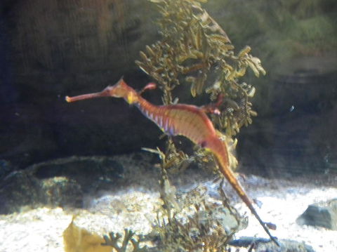 SEA LIFE Sydney Aquarium Entrance Ticket - Whitsundays Accommodation 12