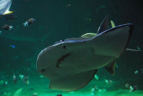 SEA LIFE Sydney Aquarium Entrance Ticket - Whitsundays Accommodation 20