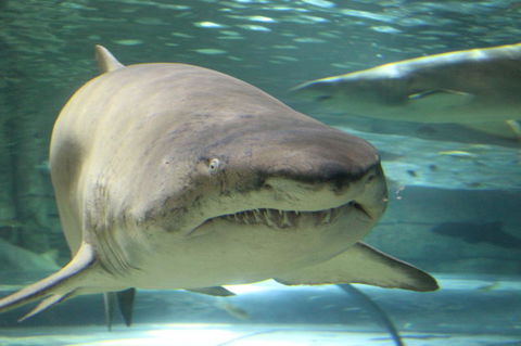 SEA LIFE Sydney Aquarium Entrance Ticket - Whitsundays Accommodation 5