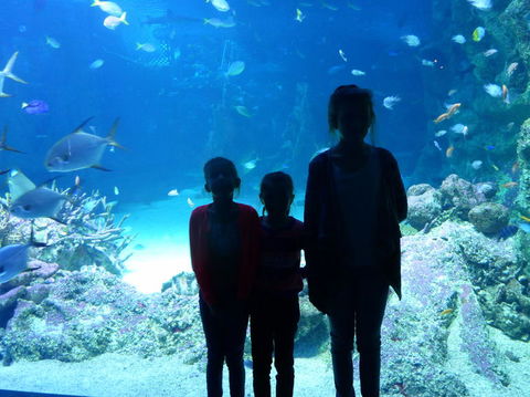 SEA LIFE Sydney Aquarium Entrance Ticket - Whitsundays Accommodation 10