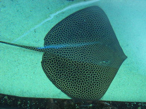 SEA LIFE Sydney Aquarium Entrance Ticket - Whitsundays Accommodation 16