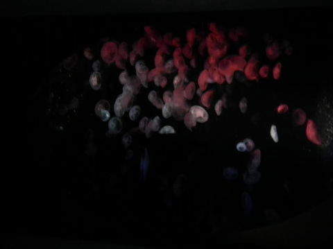 SEA LIFE Sydney Aquarium Entrance Ticket - Whitsundays Accommodation 11