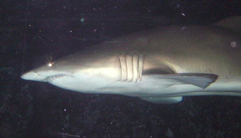 SEA LIFE Sydney Aquarium Entrance Ticket - Whitsundays Accommodation 19