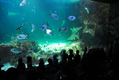 SEA LIFE Sydney Aquarium Entrance Ticket - Whitsundays Accommodation 21