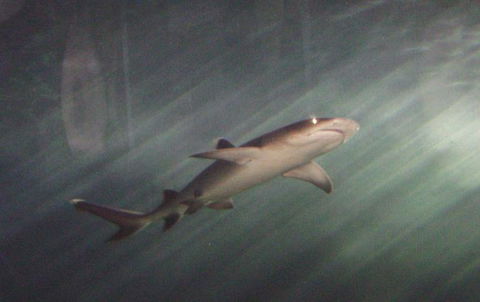 SEA LIFE Sydney Aquarium Entrance Ticket - Whitsundays Accommodation 17