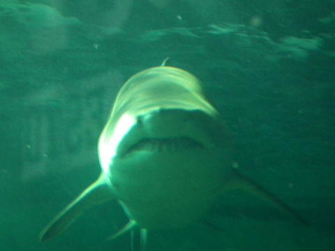 SEA LIFE Sydney Aquarium Entrance Ticket - Whitsundays Accommodation 13