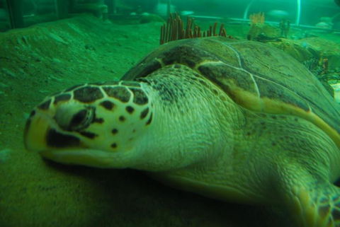 SEA LIFE Sydney Aquarium Entrance Ticket - Whitsundays Accommodation 25