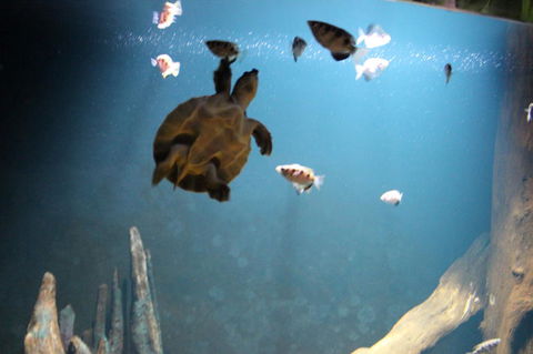 SEA LIFE Sydney Aquarium Entrance Ticket - Whitsundays Accommodation 4