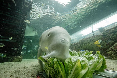 SEA LIFE Sydney Aquarium Entrance Ticket - Whitsundays Accommodation 34