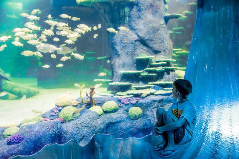 SEA LIFE Sydney Aquarium Entrance Ticket - Whitsundays Accommodation 28