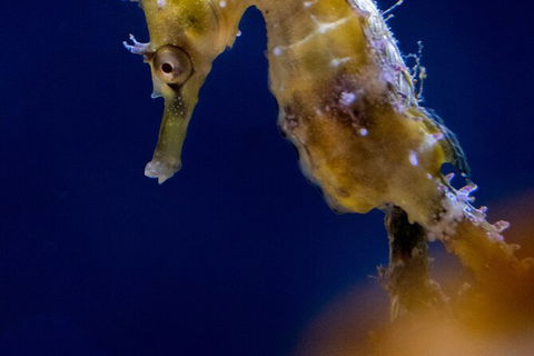 SEA LIFE Sydney Aquarium Entrance Ticket - Whitsundays Accommodation 27