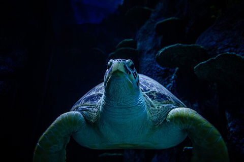 SEA LIFE Sydney Aquarium Entrance Ticket - Whitsundays Accommodation 33