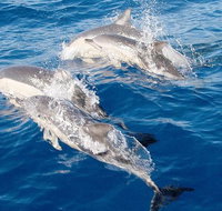 Port Stephens Day Tour From Sydney Including 4WD Sandboarding and Dolphins - Whitsundays Accommodation