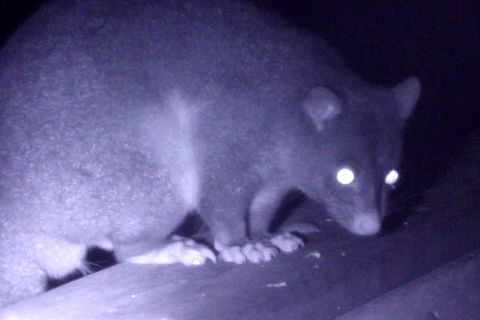 Byron Bay Night Vision Walk - Whitsundays Accommodation 1