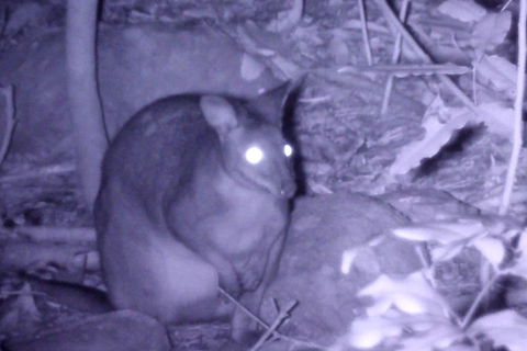 Byron Bay Night Vision Walk - Whitsundays Accommodation 5