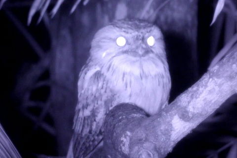 Byron Bay Night Vision Walk - Whitsundays Accommodation 6