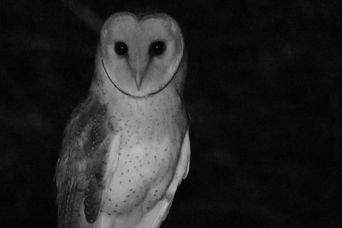 Byron Bay Night Vision Walk - Whitsundays Accommodation 7
