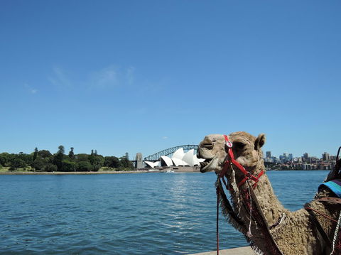 Opera On Sydney Harbour: La Traviata - Whitsundays Accommodation 11