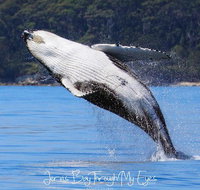 Whale Watching Jervis Bay - Whitsundays Accommodation