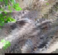 Byron Bay Wildlife Safari - Whitsundays Accommodation