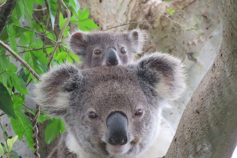 Byron Bay Wildlife Safari - Whitsundays Accommodation 0
