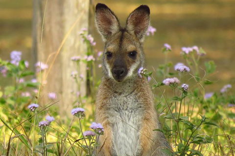 Byron Bay Wildlife Safari - Whitsundays Accommodation 4