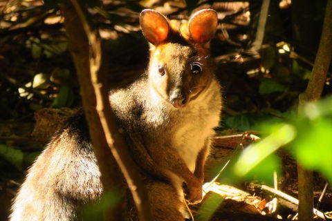 Byron Bay Wildlife Safari - Whitsundays Accommodation 3